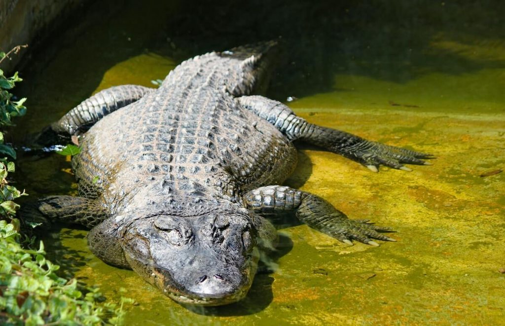 soñar con caimanes grandes cocodrillo