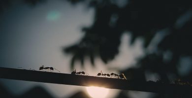 soñar con hormigas
