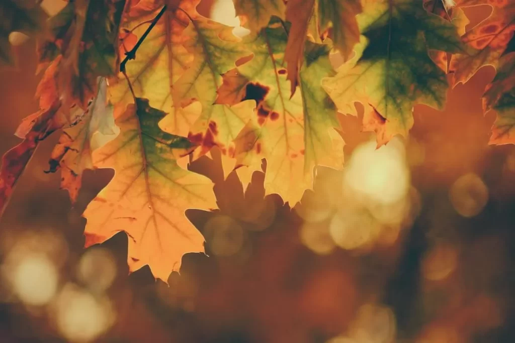 sonar con otoño significado