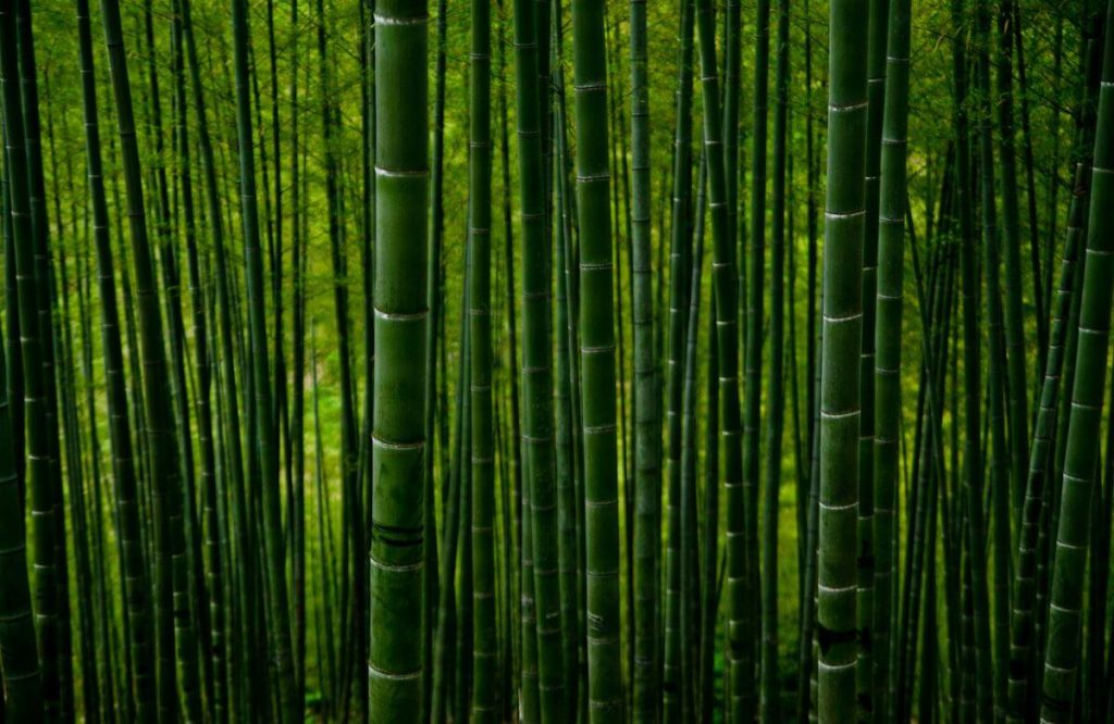 significado-soñar-bambu