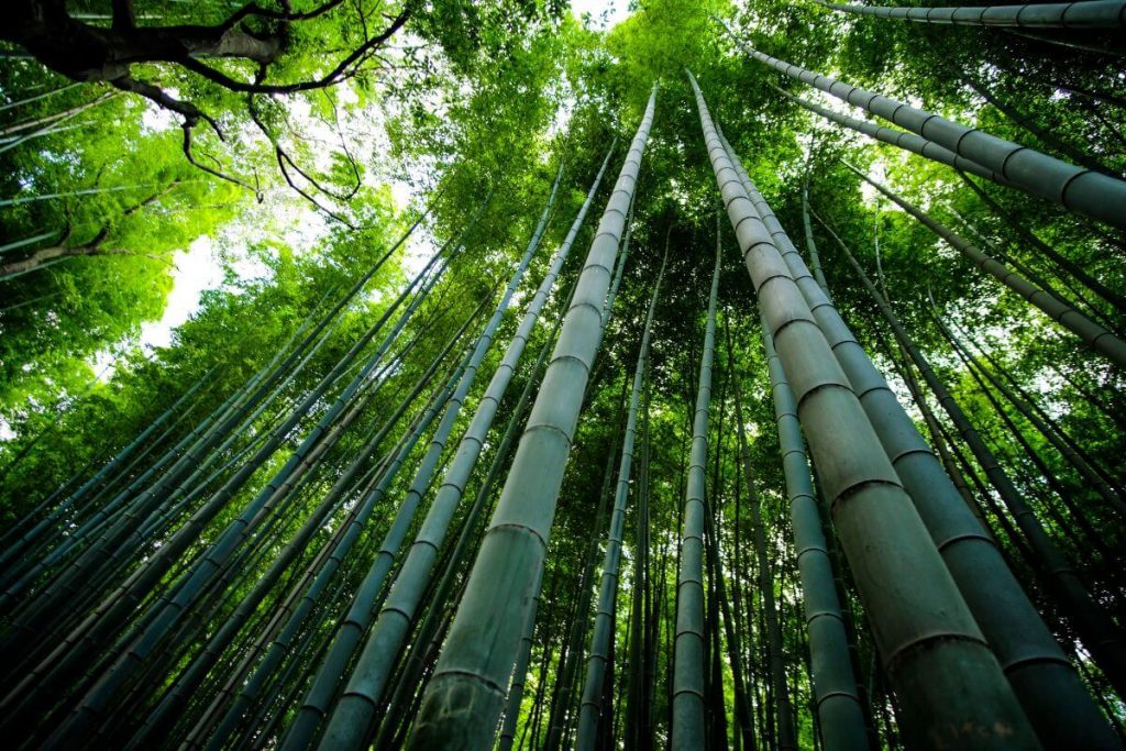 soñar-con-bambú