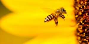 soÃ±ar-con-abejas